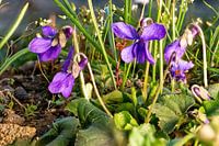 Macro shot of march violets in grass