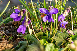 Macro-opname van maartse viooltjes in gras van Hans-Jürgen Janda