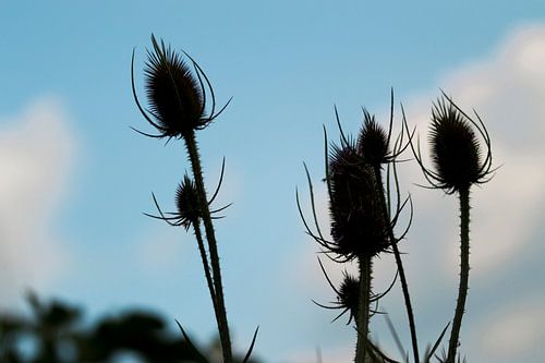 Zaadbollen als silhouet
