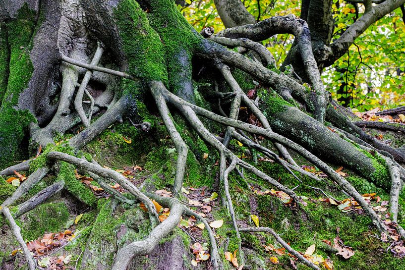 's Heerenvijvers van ton vogels