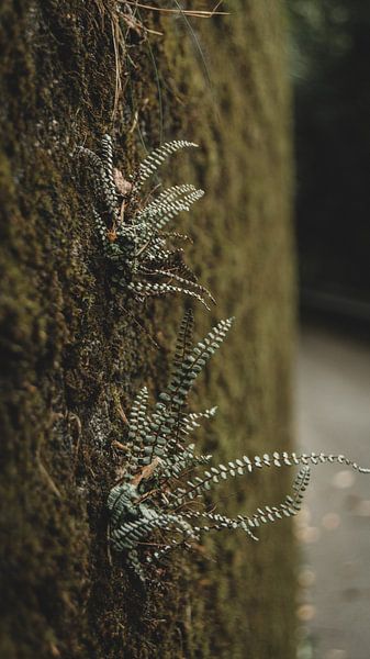 Fern auf alte Mauer von Paulien van der Werf