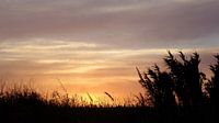 Grasses and reeds against the sunset