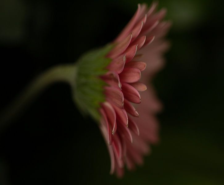 Blume von Ron Kleinjans