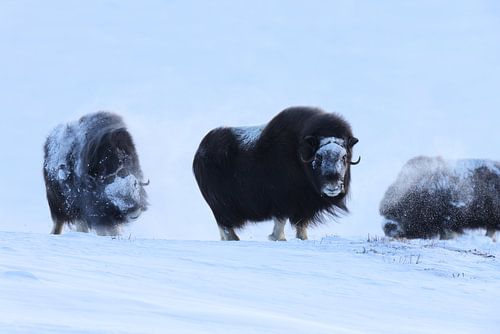 Muskusossen in de winter Dovre Nationaal Park Noorwegen