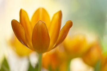 Orange glow (close-up of an orange tulip)