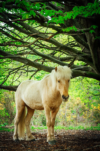 horse