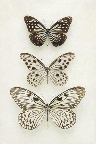 Three Neutral Butterflies