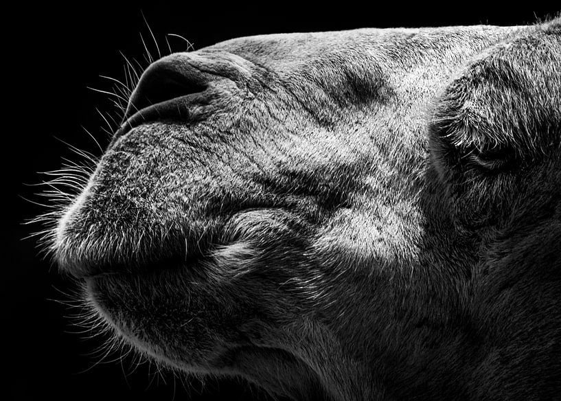 Camel by Sultan 