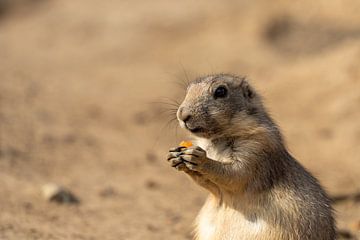 Prairiehondje eet een stukje fruit