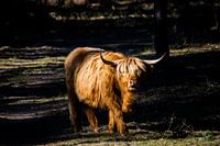 Schotse hooglander in bos