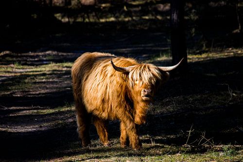 Schottischer Highlander im Wald