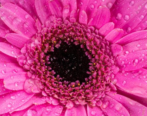 Was für eine Schönheit