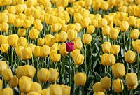 Alleine zwischen Tulpen
