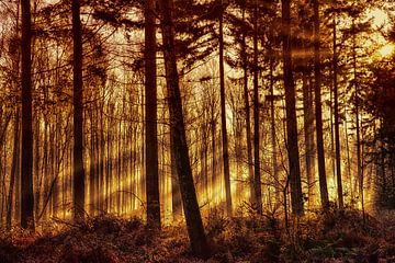 Fire in the forest by Egon Zitter