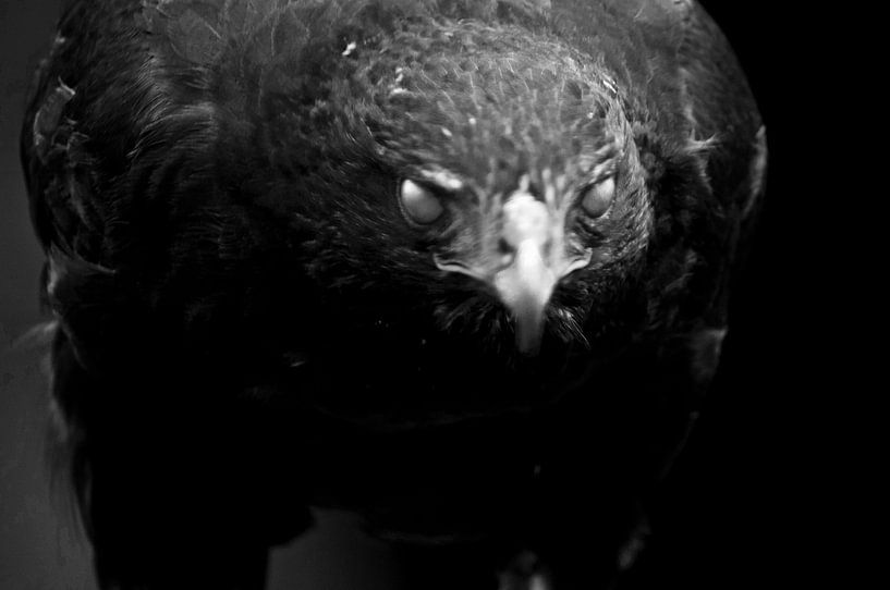 Birds of prey von Mees Tempelaar