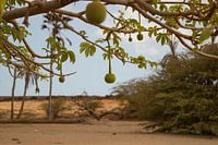 Baobab