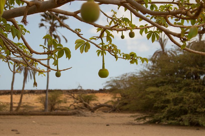 Baobab par Audrey Nijhof
