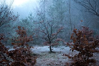 Deep in the frozen forest