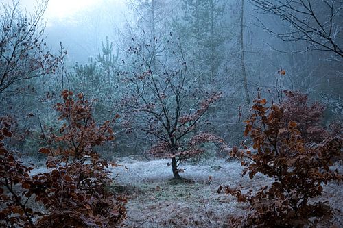 Deep in the frozen forest