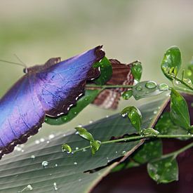 Morpho peleides van Dominique Vernooij