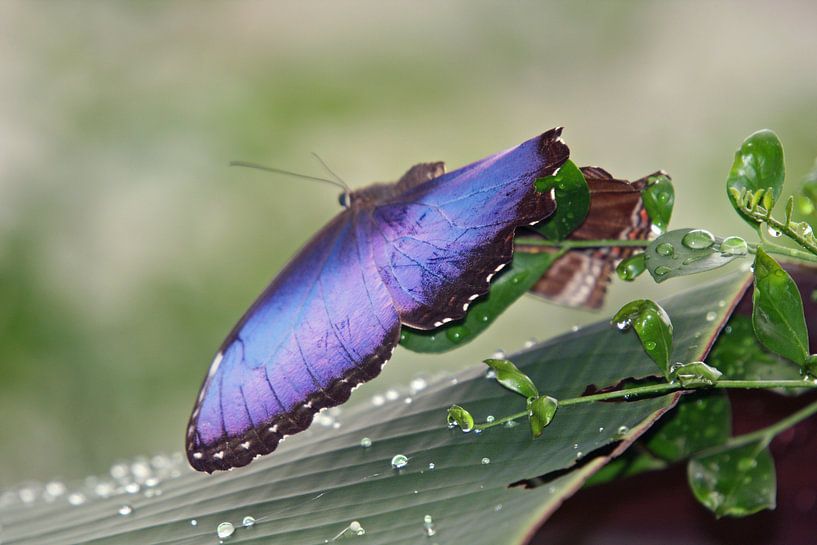 Morpho peleides by Dominique Vernooij