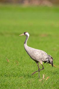 Kranichvogel beim Ausruhen und Füttern auf einem Feld während des Herbstzuges
