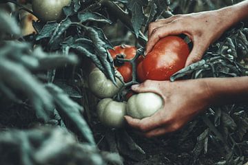 Des mains qui cueillent des tomates mûres sur Besa Art