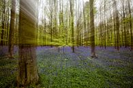 Blue Bells Hallerbos van Arthur Schotman thumbnail