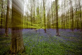 Blue Bells Hallerbos by Arthur Schotman