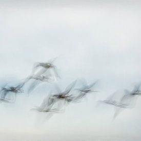 Flying birds van Diana Mieras