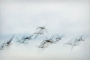 Flying birds van Diana Mieras