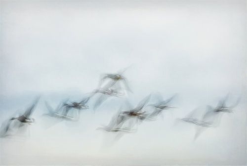 Flying birds