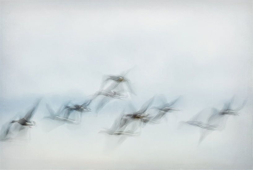 Oiseaux volants par Diana Mieras