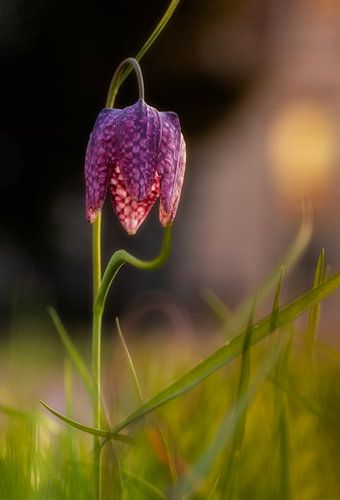 Lapwing flower in the evening, Fritillaria meleagris