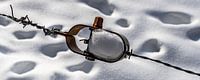 Draadspanner in de sneeuw van Marcel Pietersen thumbnail