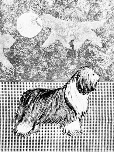 Bearded Collie