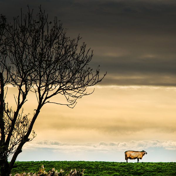 Schaap op de dijk van Harrie Muis