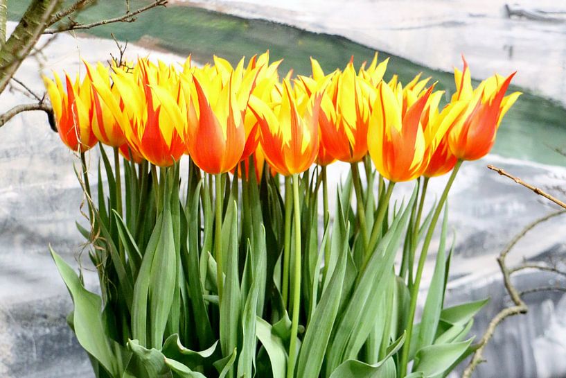 Flammende Blumen by Ulrich Fuchs