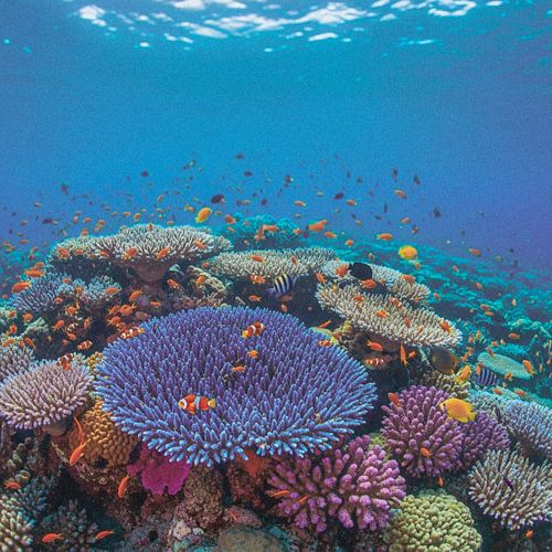 Majestic Coral Garden: Vibrant Underwater Reef Scene with Tropical Fish