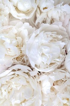 pivoines blanches à floraison abondante - poster floral romantique