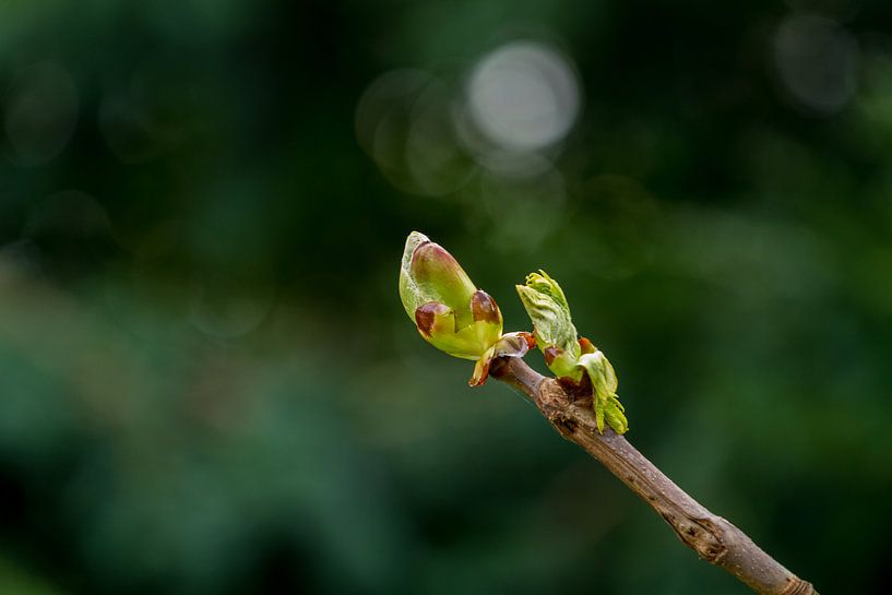 Beginning of life by Dany Tiels