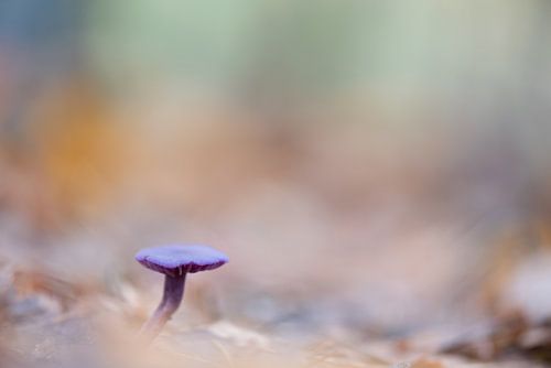 Amethistzwam/paddenstoel