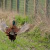 Fasan auf der Wiese am Morgen von Marcel Derweduwen