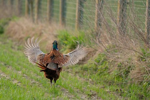 Pheasant on the meadow in the morning