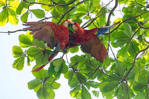 De ara's kussen elkaar in het regenwoud van Costa Rica