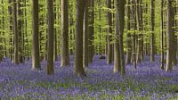 Hallerbos