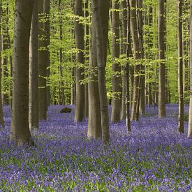 Hallerbos van Arnold van der Borden