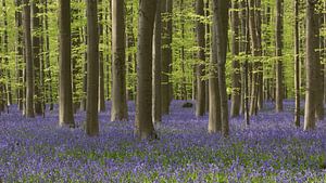 Hallerbos von Arnold van der Borden