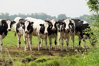 Cows