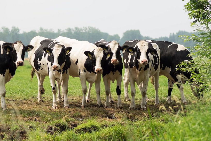 Cows by Janny Kleijn